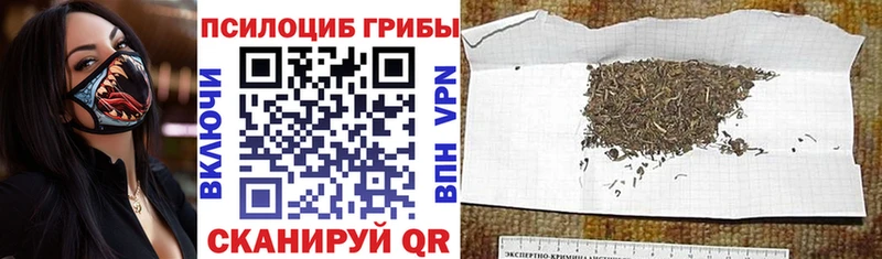 МЕГА сайт  Киселёвск  Галлюциногенные грибы Psilocybine cubensis 
